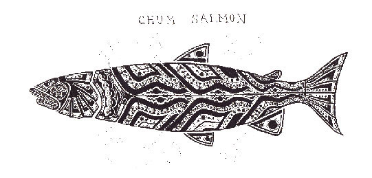 chum salmon　シロザケ