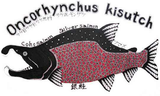 oncorhynchus kisutch　ギンザケ