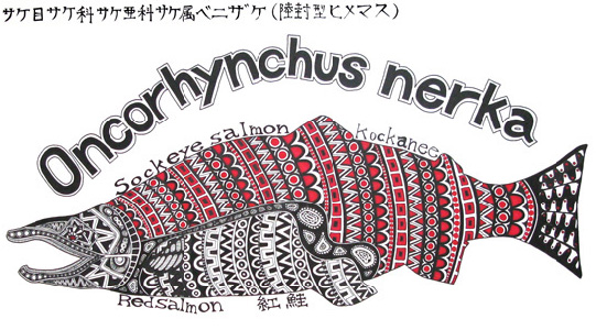 oncorhynchus nerka　ベニサケ