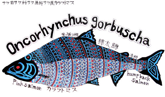 oncorhynchus gorbuscha　カラフトマス