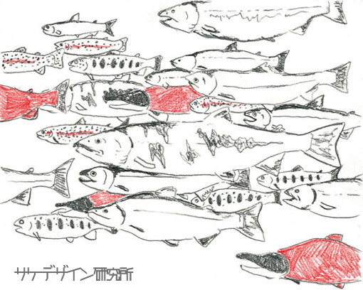 鮭鱒魚群